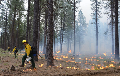 [산불과 숲의 회복] Wildfires and Forest Recovery